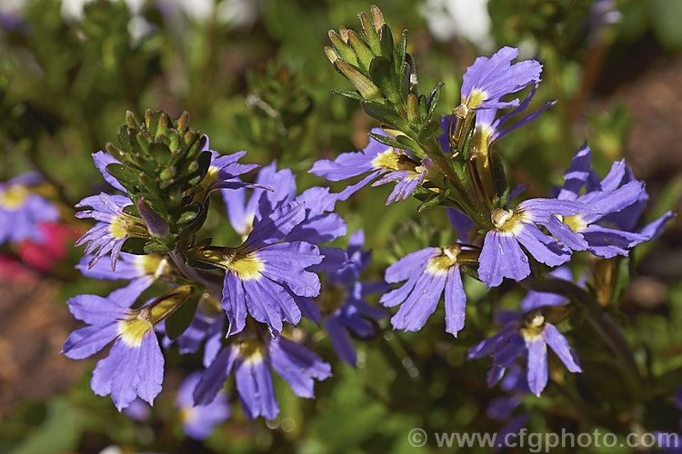 Scaevola aemula 'Amethyst', a long-flowering, low-growing, spreading cultivar of the Fairy Fan Flower or Common Fan Flower, a subshrub found across much of southern Australia. Its long stems make it well-suited to hanging baskets or growing on banks 'Amethyst' is one of the Hot Rox range of cultivars. scaevola-3287htm'>Scaevola. <a href='goodeniaceae-plant-family-photoshtml'>Goodeniaceae</a>.