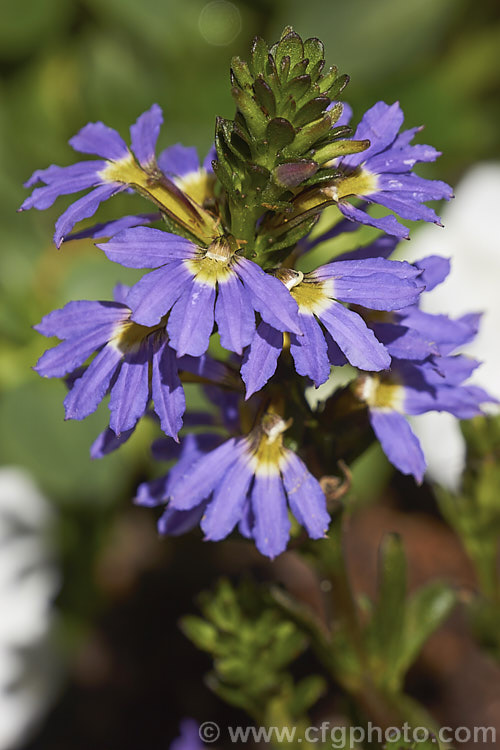 Scaevola aemula 'Amethyst', a long-flowering, low-growing, spreading cultivar of the Fairy Fan Flower or Common Fan Flower, a subshrub found across much of southern Australia. Its long stems make it well-suited to hanging baskets or growing on banks 'Amethyst' is one of the Hot Rox range of cultivars. scaevola-3287htm'>Scaevola. <a href='goodeniaceae-plant-family-photoshtml'>Goodeniaceae</a>.