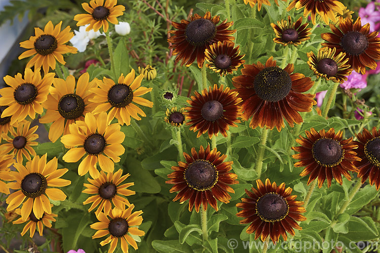 Two shades in the Rudbeckia 'Toto' mix. A dwarf hybrid of Rudbeckia hirta, a US native, the 'Toto' range grows to around 60cm tall, flowers very heavily and while usually treated as a bedding annual may behave as a biennial or short-lived perennial. This seedling strain includes a range of flower colours. rudbeckia-2220htm'>Rudbeckia.