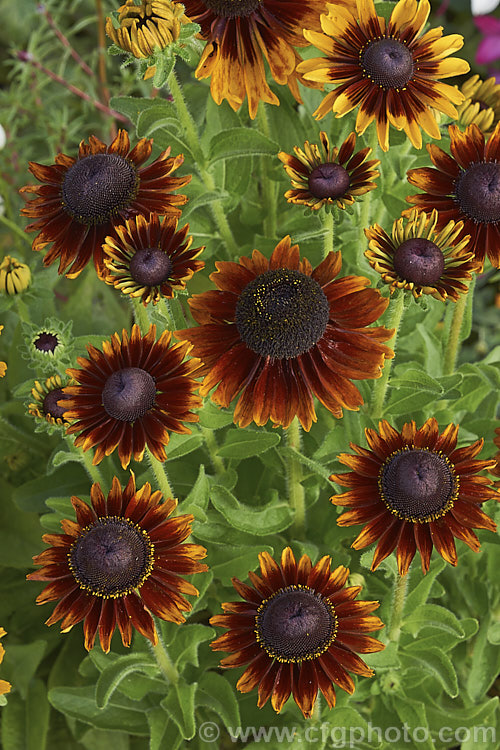 One of the shades in the Rudbeckia 'Toto' mix. A dwarf hybrid of Rudbeckia hirta, a US native, the 'Toto' range grows to around 60cm tall, flowers very heavily and while usually treated as a bedding annual may behave as a biennial or short-lived perennial. This seedling strain includes a range of flower colours. rudbeckia-2220htm'>Rudbeckia.