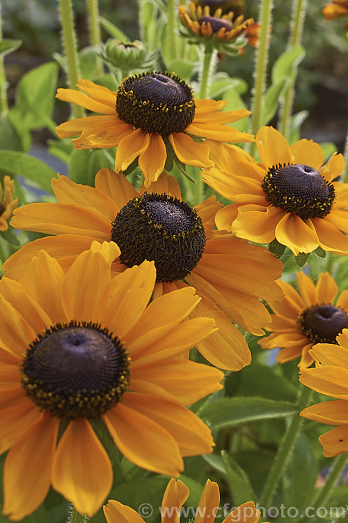 One of the shades in the Rudbeckia 'Toto' mix. A dwarf hybrid of Rudbeckia hirta, a US native, the 'Toto' range grows to around 60cm tall, flowers very heavily and while usually treated as a bedding annual may behave as a biennial or short-lived perennial. This seedling strain includes a range of flower colours. rudbeckia-2220htm'>Rudbeckia.