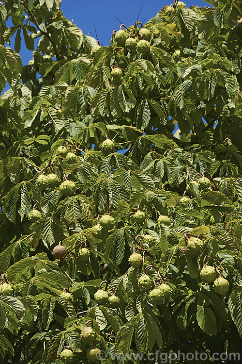 Horse Chestnut (<i>Aesculus hippocastanum</i>) with near-mature fruit. This deciduous tree from Greece, Albania and Bulgaria has a broad crown and grows 15-25m tall. The spring-borne flowers develop into the spiky fruiting bodies shown here, each containing two hard nuts, or conkers, used in the game of the same name. Order Sapindales, Family: Sapindaceae