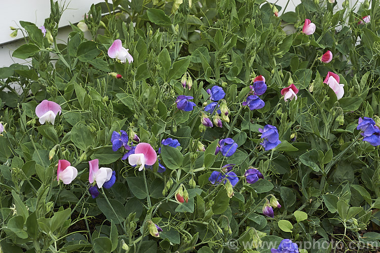 Bijou. Sweet Peas (<i>Lathyrus odoratus 'Bijou'), a dwarf strain of a quick-growing annual climber originally found in southern Italy, Sicily and Crete. The typical garden forms grow to 2m tall, but the Bijou strain seldom exceeds 50 cm and behaves more as a ground cover. The flower colour range is quite narrow. lathyrus-3064htm'>Lathyrus.