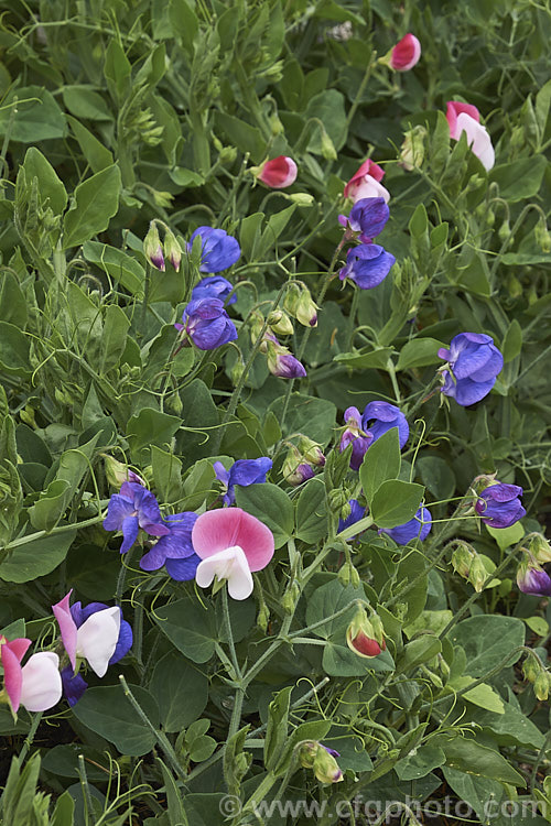 Bijou. Sweet Peas (<i>Lathyrus odoratus 'Bijou'), a dwarf strain of a quick-growing annual climber originally found in southern Italy, Sicily and Crete. The typical garden forms grow to 2m tall, but the Bijou strain seldom exceeds 50 cm and behaves more as a ground cover. The flower colour range is quite narrow. lathyrus-3064htm'>Lathyrus.