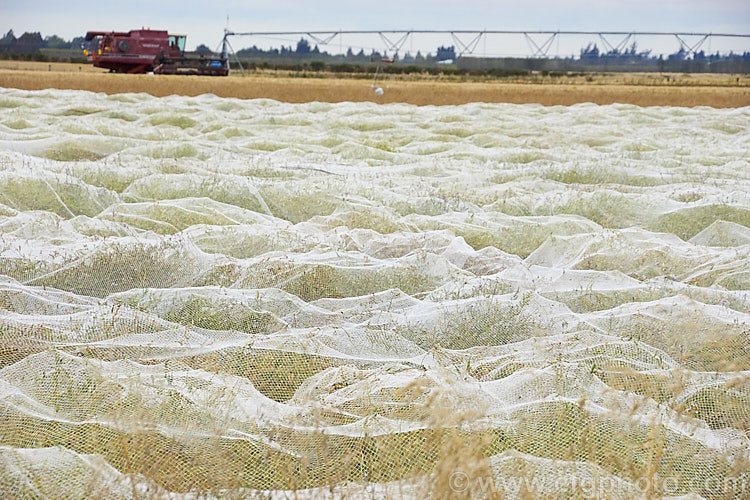 A field of White Mustard (<i>Sinapis alba [syn. Brassica alba]) covered with netting to protect the seeds from birds. This annual is native to Europe and the Mediterranean region. It is primarily grown as a cover crop and a green manure but also produces the by-product of mustard seed.