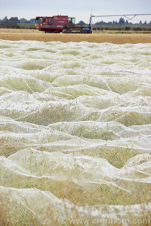 A field of White Mustard (<i>Sinapis alba [syn. Brassica alba]) covered with netting to protect the seeds from birds. This annual is native to Europe and the Mediterranean region. It is primarily grown as a cover crop and a green manure but also produces the by-product of mustard seed.
