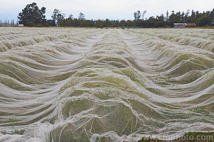 A field of White Mustard (<i>Sinapis alba [syn. Brassica alba]) covered with netting to protect the seeds from birds. This annual is native to Europe and the Mediterranean region. It is primarily grown as a cover crop and a green manure but also produces the by-product of mustard seed.