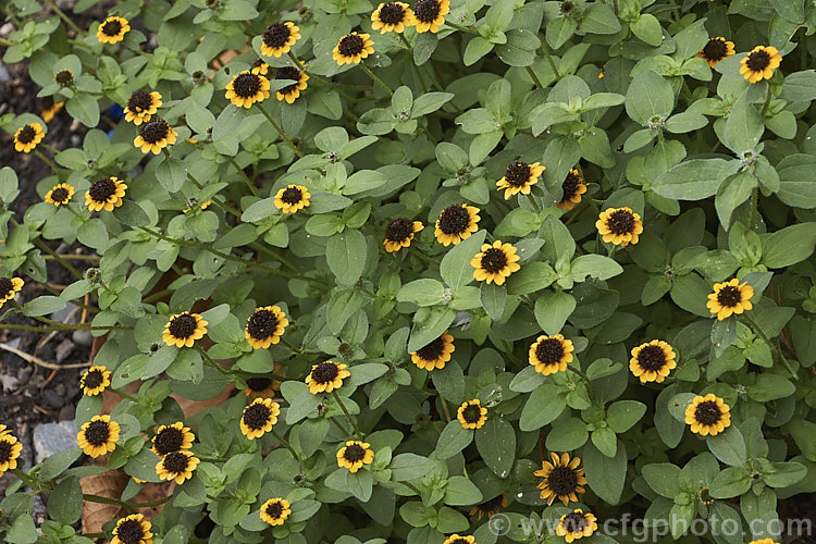 Creeping Zinnia (<i>Sanvitalia procumbens</i>), a low, spreading annual (possibly a short-lived perennial in mild areas</i>) that is usually less than 20cm high. It is native to Mexico and Guatemala and flowers throughout the warmer months. sanvitalia-3278htm'>Sanvitalia.