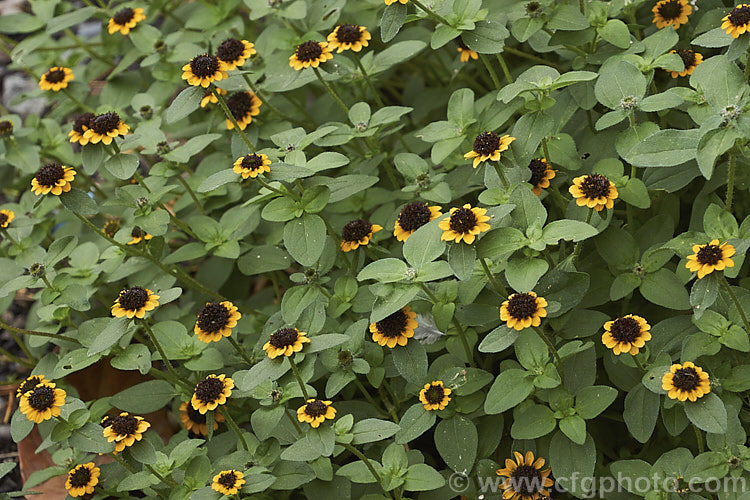 Creeping Zinnia (<i>Sanvitalia procumbens</i>), a low, spreading annual (possibly a short-lived perennial in mild areas</i>) that is usually less than 20cm high. It is native to Mexico and Guatemala and flowers throughout the warmer months. sanvitalia-3278htm'>Sanvitalia.