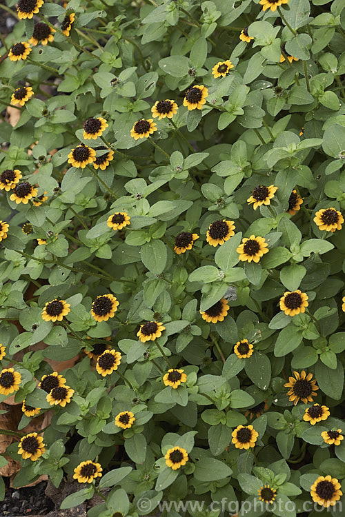 Creeping Zinnia (<i>Sanvitalia procumbens</i>), a low, spreading annual (possibly a short-lived perennial in mild areas</i>) that is usually less than 20cm high. It is native to Mexico and Guatemala and flowers throughout the warmer months. sanvitalia-3278htm'>Sanvitalia.