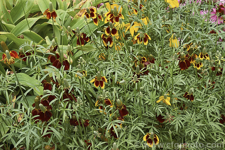 Upright. Prairie. Coneflower or Mexican Hat (<i>Ratibida columnifera</i>), a late summer- to autumn-flowering perennial up to 1m tall, found from the prairies of southern Canada to northern Mexico. The colour of the ray florets is rather variable