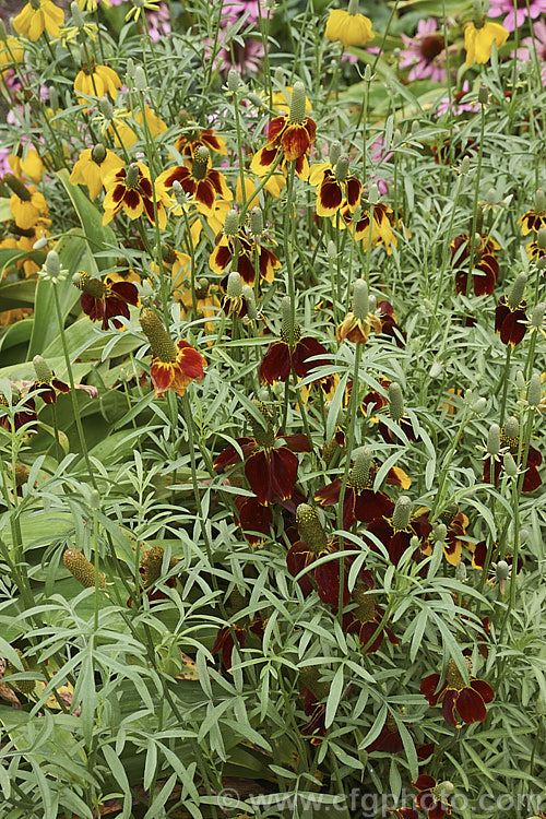 Upright. Prairie. Coneflower or Mexican Hat (<i>Ratibida columnifera</i>), a late summer- to autumn-flowering perennial up to 1m tall, found from the prairies of southern Canada to northern Mexico. The colour of the ray florets is rather variable