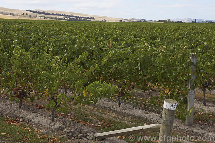 Vines at Waipara, New Zealand carrying ripe. Pinot Noir grapes. While principally known as a red wine grape, Pinot Noir is also used to produce white wine, especially sparkling types, most notably. Champagne. When producing white wines from red grapes the skins are removed once the juice is extracted.