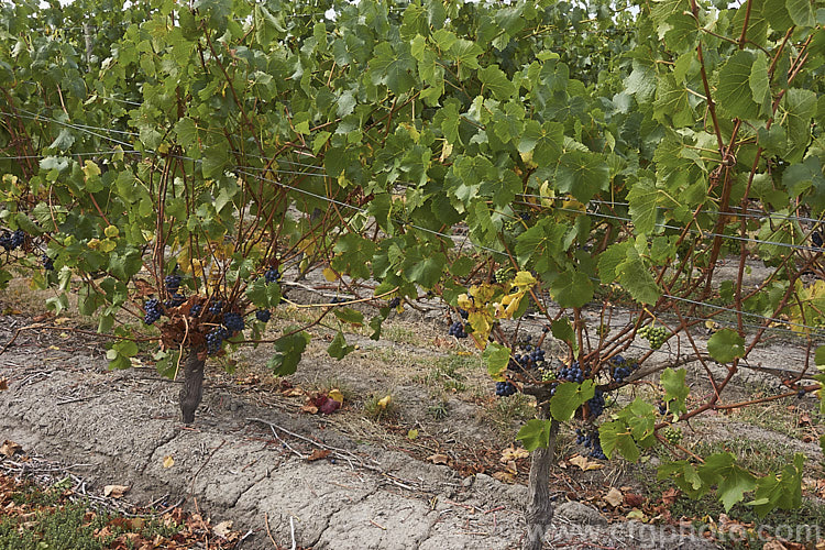 Vines at Waipara, New Zealand carrying ripe Pinot Noir grapes. While principally known as a red wine grape, Pinot Noir is also used to produce white wine, especially sparkling types, most notably Champagne. When producing white wines from red grapes the skins are removed once the juice is extracted.