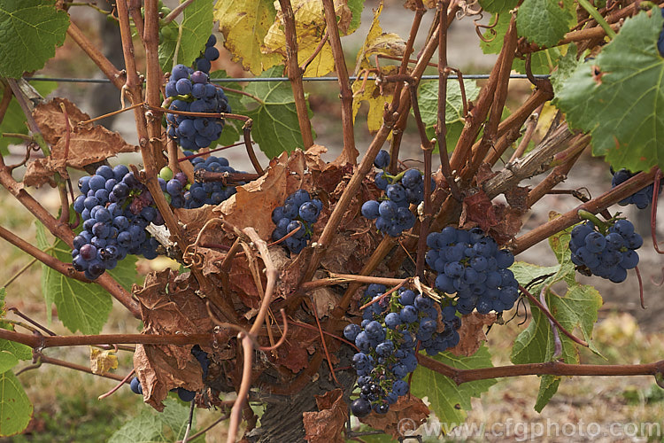 Ripe. Pinot Noir grapes. While principally known as a red wine grape, Pinot Noir is also used to produce white wine, especially sparkling types, most notably. Champagne. When producing white wines from red grapes the skins are removed once the juice is extracted.