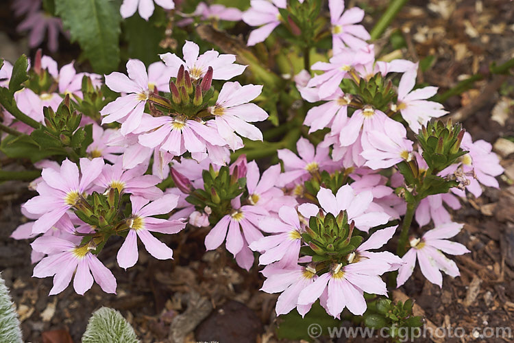 Scaevola aemula 'Topaz. Pink', a long-flowering, low-growing, spreading cultivar of the Fairy Fan Flower or Common Fan Flower, a subshrub found across much of southern Australia. Its long stems make it well-suited to hanging baskets or growing on banks 'Topaz. Pink' is one of the Hot Rox range of cultivars. scaevola-3287htm'>Scaevola. <a href='goodeniaceae-plant-family-photoshtml'>Goodeniaceae</a>.