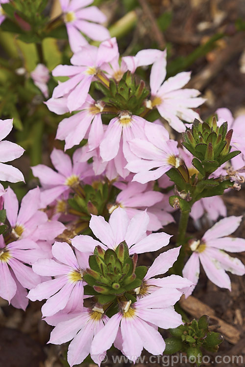 Scaevola aemula 'Topaz. Pink', a long-flowering, low-growing, spreading cultivar of the Fairy Fan Flower or Common Fan Flower, a subshrub found across much of southern Australia. Its long stems make it well-suited to hanging baskets or growing on banks 'Topaz. Pink' is one of the Hot Rox range of cultivars. scaevola-3287htm'>Scaevola. <a href='goodeniaceae-plant-family-photoshtml'>Goodeniaceae</a>.