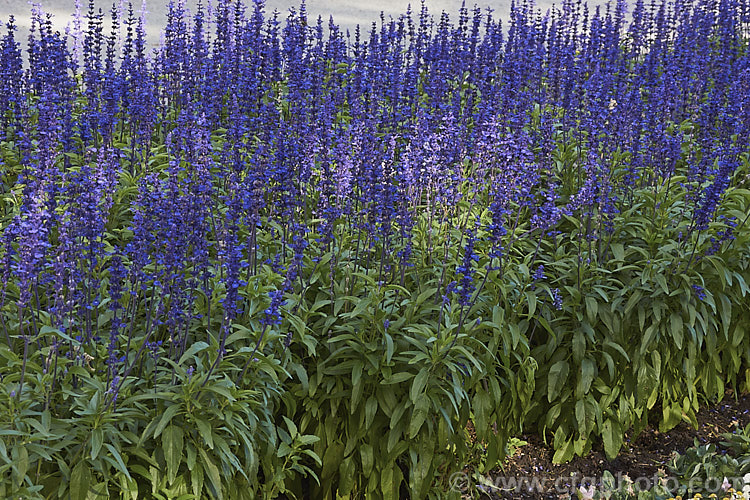 Dark blue-flowered Mealy Sage (<i>Salvia farinacea 'Victoria'), a cultivar of a southern North American perennial that is often used as a summer bedding plant. Order: Lamiales, Family: Lamiaceae