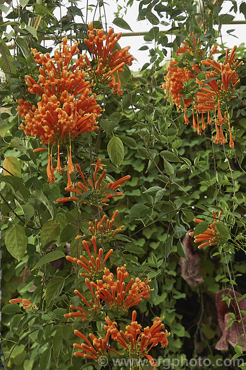 Brazilian. Flame. Creeper (<i>Pyrostegia venusta</i>), a South American, evergreen, summer-winter-flowering climber. It is a vigorous grower capable of covering large areas
