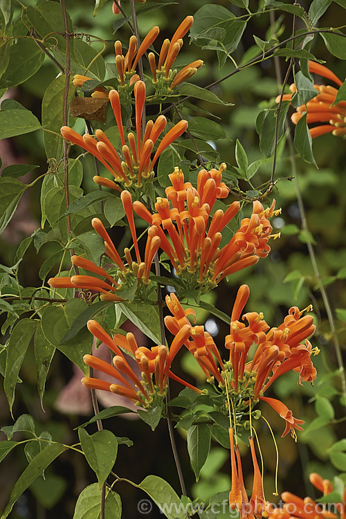 Brazilian. Flame. Creeper (<i>Pyrostegia venusta</i>), a South American, evergreen, summer-winter-flowering climber. It is a vigorous grower capable of covering large areas