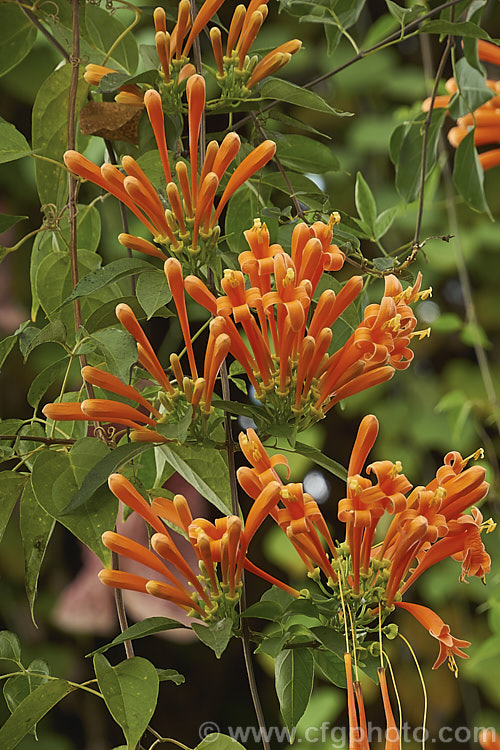 Brazilian. Flame. Creeper (<i>Pyrostegia venusta</i>), a South American, evergreen, summer-winter-flowering climber. It is a vigorous grower capable of covering large areas