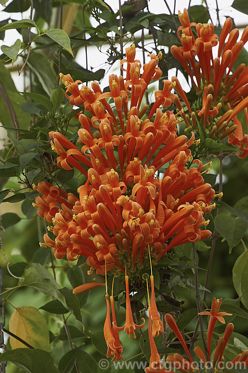 Brazilian. Flame. Creeper (<i>Pyrostegia venusta</i>), a South American, evergreen, summer-winter-flowering climber. It is a vigorous grower capable of covering large areas