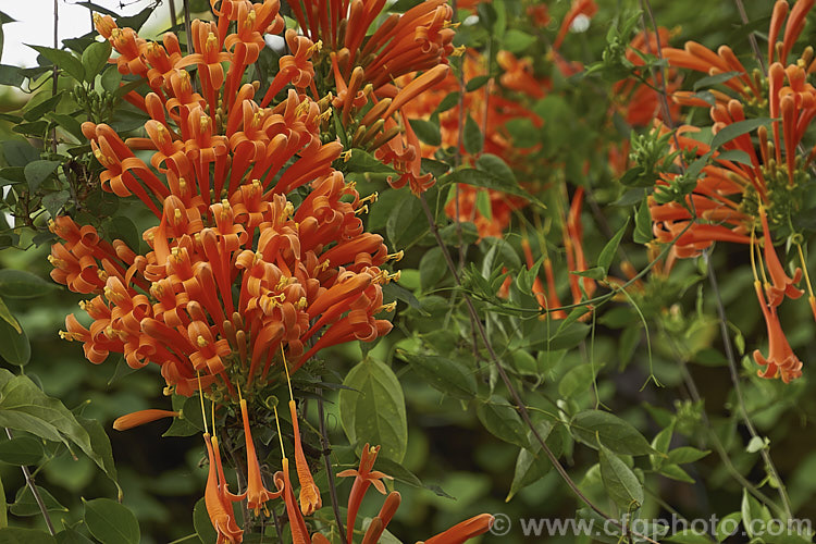 Brazilian. Flame. Creeper (<i>Pyrostegia venusta</i>), a South American, evergreen, summer-winter-flowering climber. It is a vigorous grower capable of covering large areas