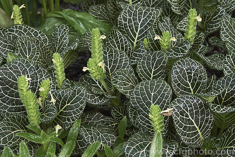 Nerve Plant or Silver Net Plant (<i>Fittonia albivenis. Argyroneura. Group [syn. Fittonia verschaffeltii var. argyroneura]), a white-veined form of an evergreen. Peruvian perennial that in its wild forms has red-veined foliage. As can be seen from the flowers, the main attraction of this plant lies in its foliage.