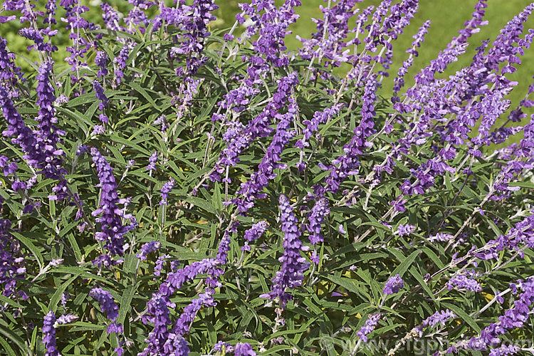 Mexican Bush Sage (<i>Salvia leucantha</i>), a long-flowering herbaceous perennial or evergreen small shrub that grows to about 12m tall and twice as wide. It is native to central and eastern Mexico. Order: Lamiales, Family: Lamiaceae