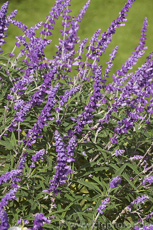 Mexican Bush Sage (<i>Salvia leucantha</i>), a long-flowering herbaceous perennial or evergreen small shrub that grows to about 12m tall and twice as wide. It is native to central and eastern Mexico. Order: Lamiales, Family: Lamiaceae