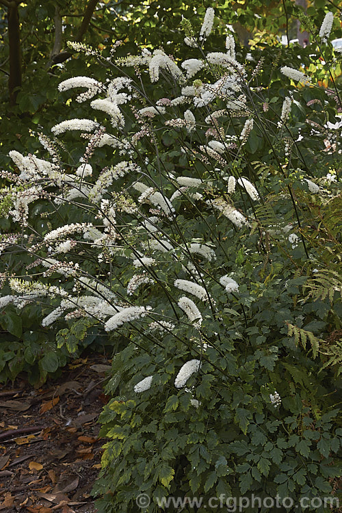 American Bugbane or Summer Cohosh (<i>Actaea podocarpa</i> [syn. <i>Cimicifuga americana</i>]), a summer- to autumn-flowering perennial from the eastern United States. Its flower stems are up to 2m tall. Order: Ranunculales, Family: Ranunculaceae