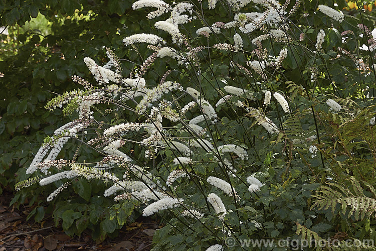 American Bugbane or Summer Cohosh (<i>Actaea podocarpa</i> [syn. <i>Cimicifuga americana</i>]), a summer- to autumn-flowering perennial from the eastern United States. Its flower stems are up to 2m tall. Order: Ranunculales, Family: Ranunculaceae