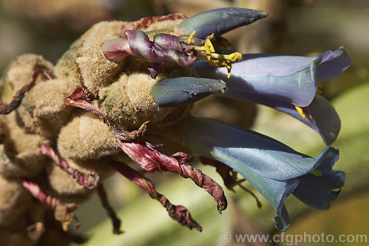 Close-up of the flowerhead of Puya glomerifera showing how the young flowers emerge from their downy buds and the spent flowers twist as they shrivel up. This late summer- to autumn-flowering bromeliad is native to northwestern South America and its flower stems are around 3m tall