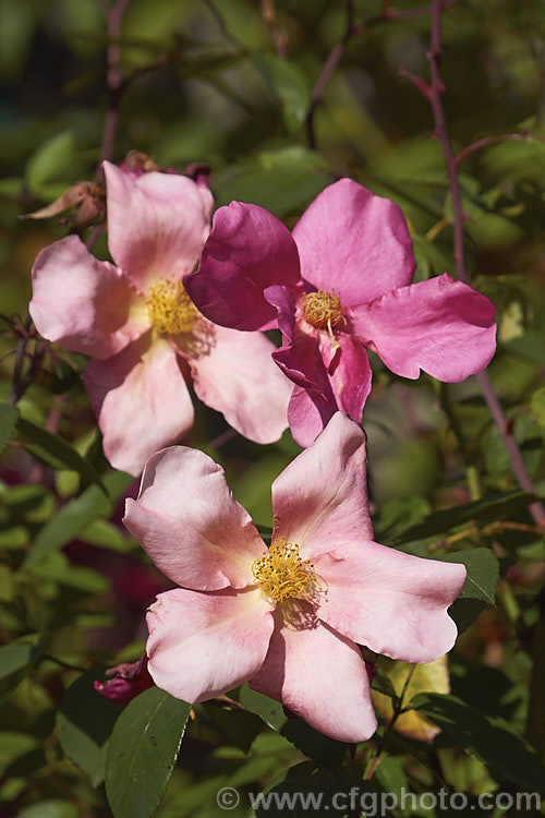 Rosa chinensis 'Mutabilis' (syn 'Tipo. Ideale'), a 25m high form of the China. Rose with bronze new foliage and flowers opening yellow ageing to red. Often all colours of the flower can be seen on the bush at one time. Order: Rosales, Family: Rosaceae