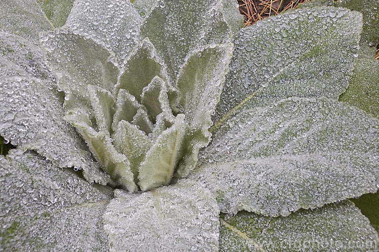 Dew-covered young foliage rosette of Aaron's Rod (<i>Verbascum thapsus</i>), a Eurasian biennial that in its second year develops a flower spike up to 2m tall It has become widely naturalised in the temperate zones and often occurs as a weed on gravelly or recently disturbed ground. verbascum-3385htm'>Verbascum. <a href='scrophulariaceae-plant-family-photoshtml'>Scrophulariaceae</a>.