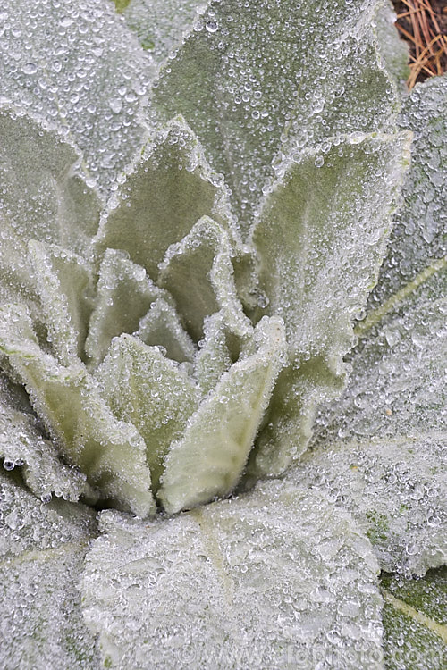 Dew-covered young foliage rosette of Aaron's Rod (<i>Verbascum thapsus</i>), a Eurasian biennial that in its second year develops a flower spike up to 2m tall It has become widely naturalised in the temperate zones and often occurs as a weed on gravelly or recently disturbed ground. verbascum-3385htm'>Verbascum. <a href='scrophulariaceae-plant-family-photoshtml'>Scrophulariaceae</a>.