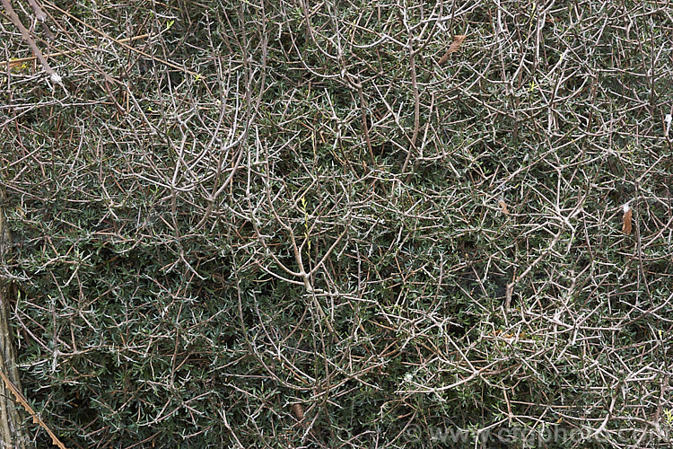 Pittosporum anomalum, an evergreen, spreading, divaricating, 1- 15m tall shrub native to New Zealand. The juvenile foliage is often linear but broadens somewhat as the plant matures and is edged with shallow lobes. Its small, scented, white to cream flowers open in spring. Order: Apiales, Family: Pittosporaceae