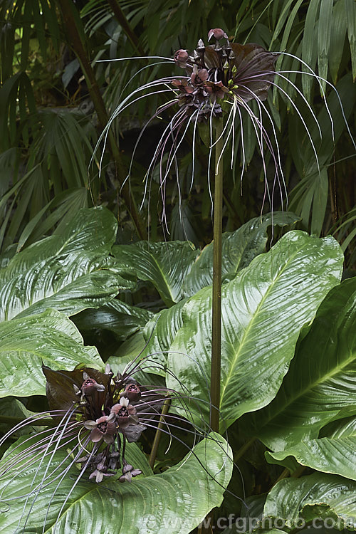 <a href='dioscoreaceae-plant-family-photoshtml'>Dioscoreaceae</a>