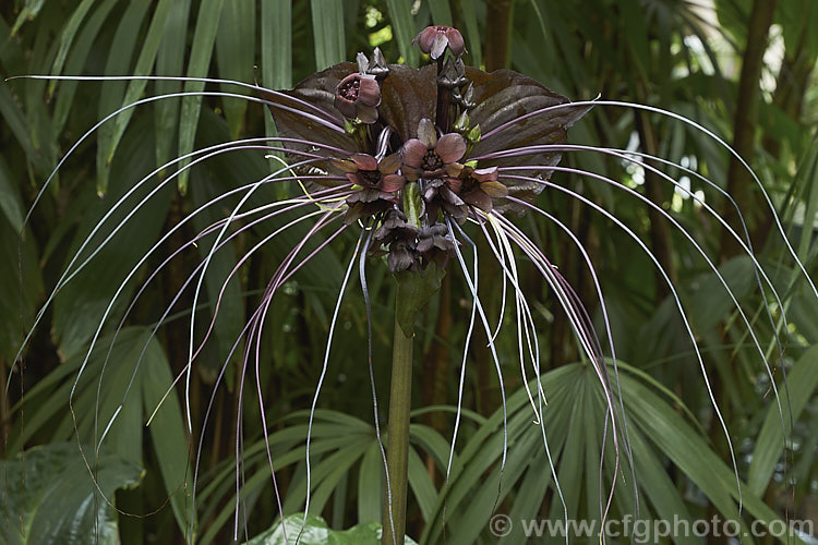 <a href='dioscoreaceae-plant-family-photoshtml'>Dioscoreaceae</a>