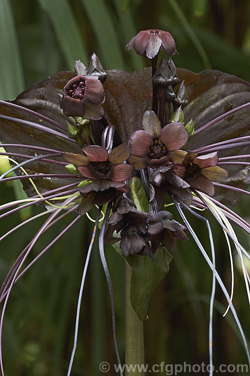 <a href='dioscoreaceae-plant-family-photoshtml'>Dioscoreaceae</a>