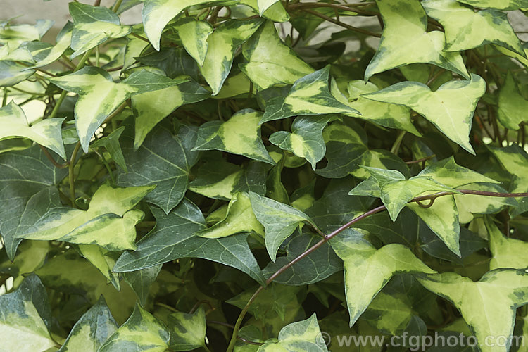 Variegated Natal. Ivy or Wax Vine (<i>Senecio macroglossus 'Variegatus'), a twining evergreen perennial that grows to around 2m tall Grown in subtropical or tropical gardens, it is more often seen as a house plant. senecio-3303htm'>Senecio.