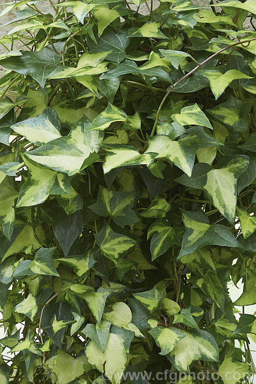 Variegated Natal. Ivy or Wax Vine (<i>Senecio macroglossus 'Variegatus'), a twining evergreen perennial that grows to around 2m tall Grown in subtropical or tropical gardens, it is more often seen as a house plant. senecio-3303htm'>Senecio.