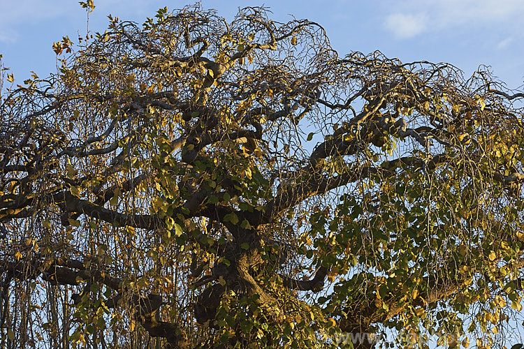 Camperdown Elm (<i>Ulmus glabra 'Camperdownii') starting to show its interesting structure as the last of its leaves fall in autumn. This cultivar of the Scotch Elm or Wych Elm develops into a wide-spreading, dome-shaped tree that forms an umbrella-like canopy. Order: Rosales, Family: Ulmaceae