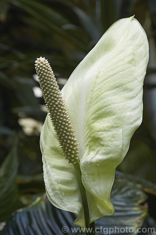 Spathiphyllum commutatum, a large-growing, large-flowered Peace. Lily native to Indonesia and the Philippines. It grows to around 15m tall with 50cm long leaves and 24cm flower spathes. spathiphyllum-2500htm'>Spathiphyllum.