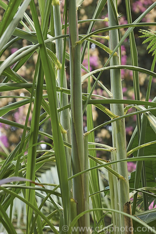 Sugar Cane (<i>Saccharum officinarum</i>), the source of most refined sugar, this grass grows up to 6m tall and is a native of tropical Southeast Asia and Polynesia. In some areas, such as northern New South Wales, Australia, it has become invasive and may threaten native ecosystems. Order: Poales, Family: Poaceae