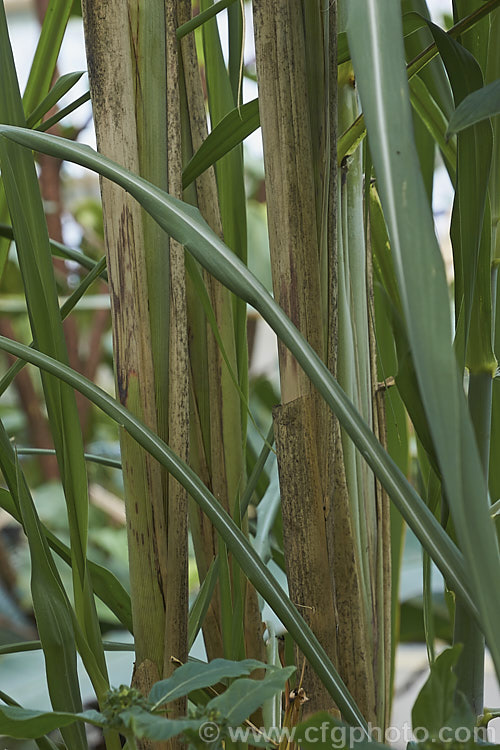 Sugar Cane (<i>Saccharum officinarum</i>), the source of most refined sugar, this grass grows up to 6m tall and is a native of tropical Southeast Asia and Polynesia. In some areas, such as northern New South Wales, Australia, it has become invasive and may threaten native ecosystems. Order: Poales, Family: Order: Poales, Family: Poaceae