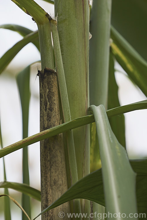 Sugar Cane (<i>Saccharum officinarum</i>), the source of most refined sugar, this grass grows up to 6m tall and is a native of tropical Southeast Asia and Polynesia. In some areas, such as northern New South Wales, Australia, it has become invasive and may threaten native ecosystems. Order: Poales, Family: Poaceae