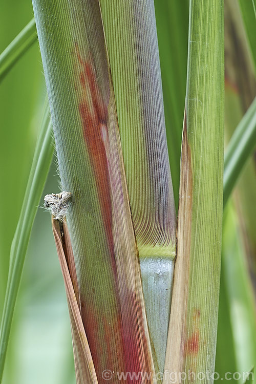 Sugar Cane (<i>Saccharum officinarum</i>), the source of most refined sugar, this grass grows up to 6m tall and is a native of tropical Southeast Asia and Polynesia. In some areas, such as northern New South Wales, Australia, it has become invasive and may threaten native ecosystems. Order: Poales, Family: Order: Poales, Family: Poaceae