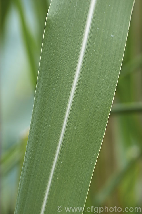 Sugar Cane (<i>Saccharum officinarum</i>), the source of most refined sugar, this grass grows up to 6m tall and is a native of tropical Southeast Asia and Polynesia. In some areas, such as northern New South Wales, Australia, it has become invasive and may threaten native ecosystems. Order: Poales, Family: Order: Poales, Family: Poaceae