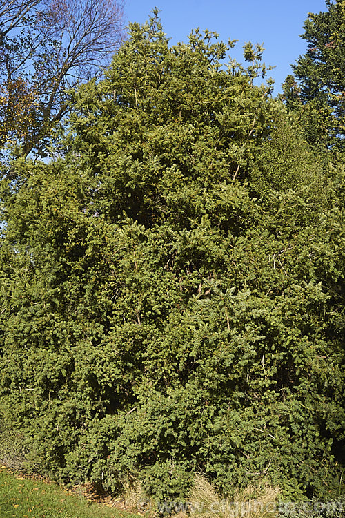 Thin-barked. Totara or Hall's Totara (<i>Podocarpus hallii</i>), a New Zealand conifer, eventually up to 20m tall but compact for many years, that closely resembles the totara (<i>Podocarpus totara</i>). Order: Araucariales, Family: Podocarpaceae